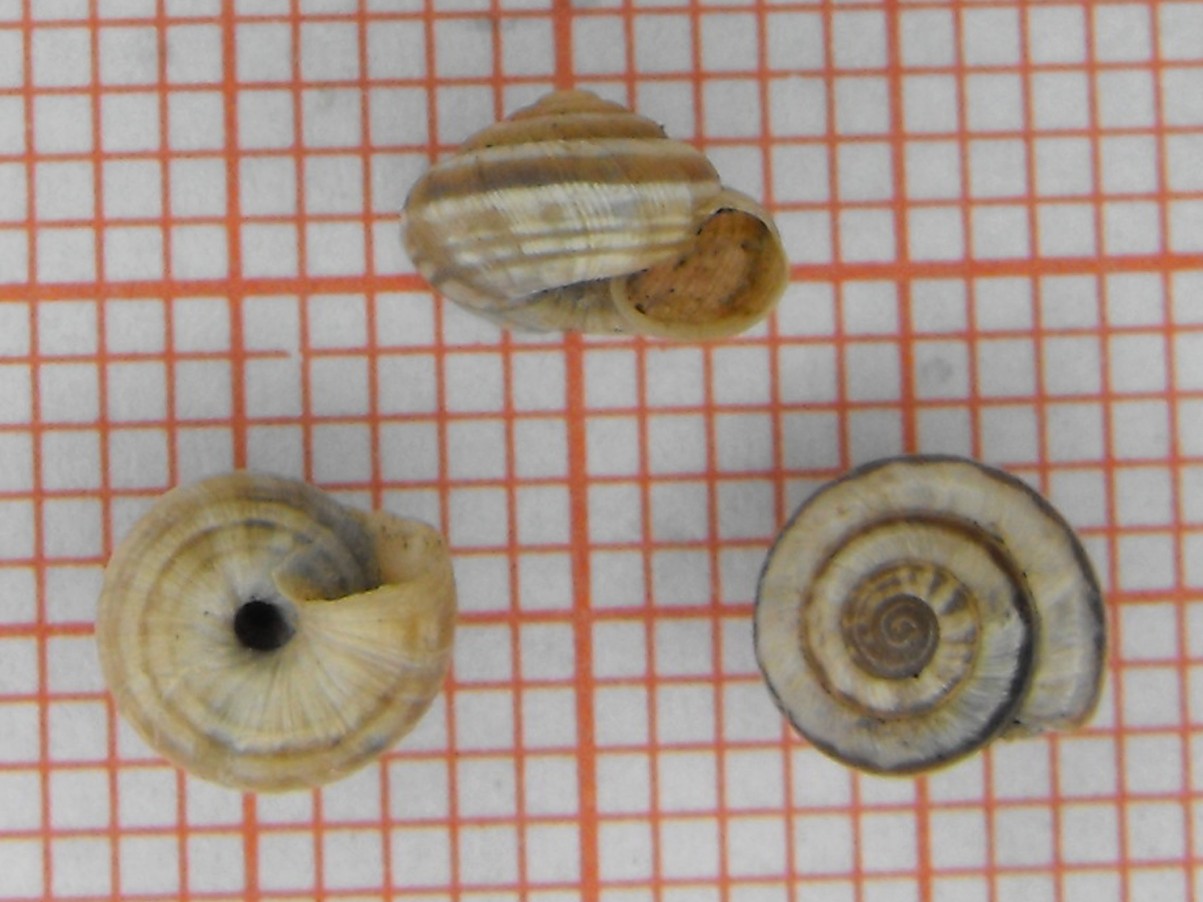 Candidula unifasciata cf. vincae